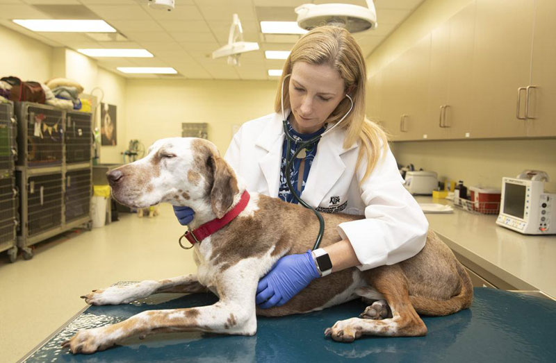 Canines With Blood Most cancers – The Most Widespread Varieties